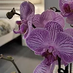 Domus Augustea 4* 아그리젠토