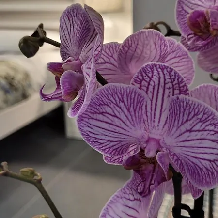 Domus Augustea 3* Agrigente